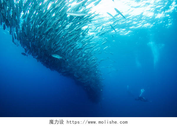 深海里的鱼群背景图